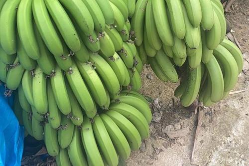 香蕉是全球最受欢迎的水果之一其味道甜美营养丰富