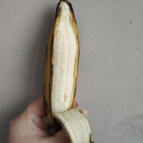 哪里能买牛角香蕉(哪里能买牛角香蕉树)