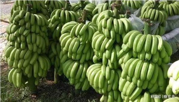 导读：本文旨在解答这样一个问题：多少香蕉可以产生过量辐射？ 香蕉中含有一定量的放射性元素，如钍、铯和钚，消费者应当谨慎考虑其食用量