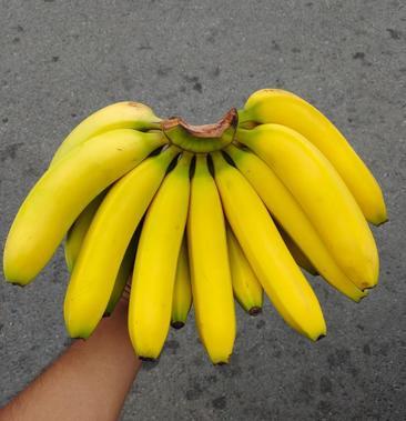导读：在海南岛上有一种著名的香蕉品种——海南香蕉它以其独特的甜味而闻名