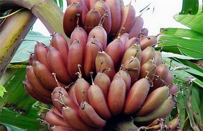 导读：香蕉抗寒能力强耐冷性高是最受欢迎的水果之一