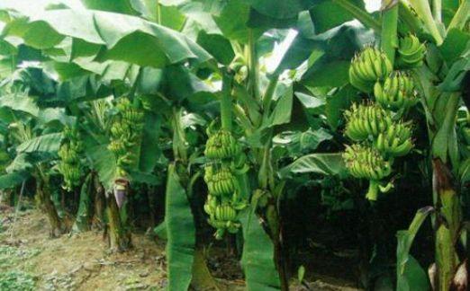 导读：香蕉木作为一种优质的水果树受到人们的喜爱但是对于它的种植