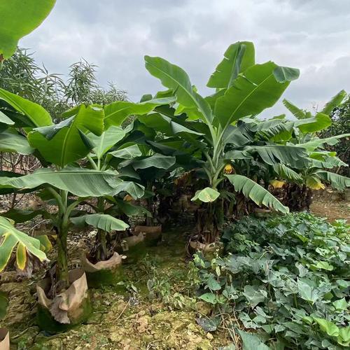 导读：香蕉树是一种容易养活的植物可以增加室内的美感但如果想要获得香蕉树的树苗