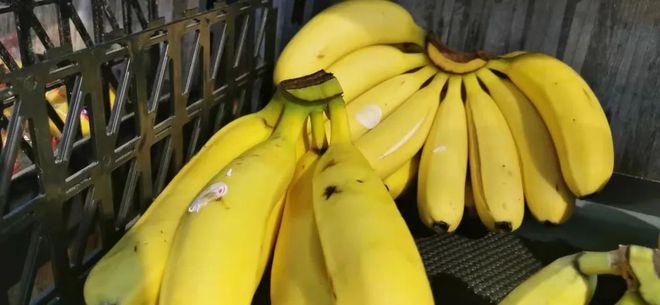 哪里的香蕉有疫情了(香蕉有疫情吗)
