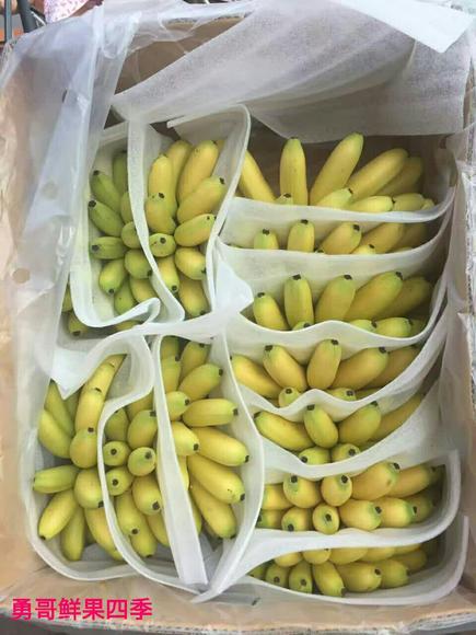 导读：想买到新鲜的泰国香蕉？本文将为您介绍如何在国内买到正宗的泰国香蕉，详细分析了相关来源、优势和特点，帮助您找到心仪的泰国香蕉