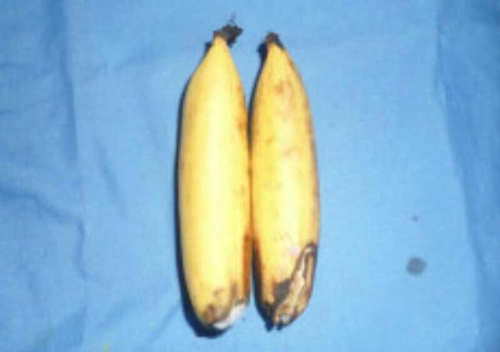 坏香蕉是从哪里发芽的(坏香蕉是从哪里发芽的图片)