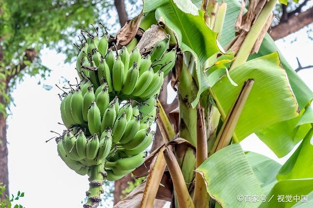 导读：香蕉是全球最热门的水果之一，由于它们独特的香气、美味及其易于食用等优势，它们目前是人们最爱的水果