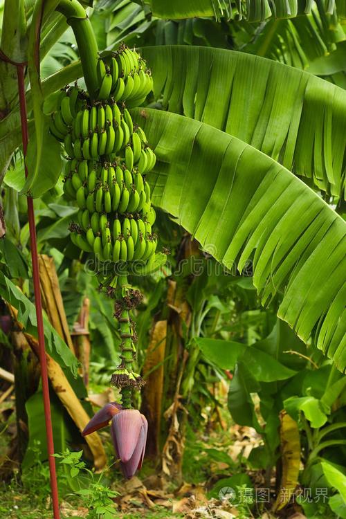 导读：在很多人眼里，香蕉是一种丰收的水果，它也是我们日常生活所必需的
