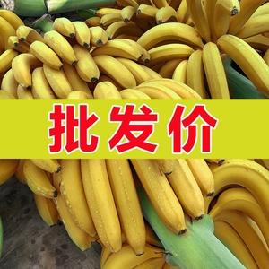 【导读】青香蕉又称常用香蕉在市场上多被称为小蕉”外形细长柔软