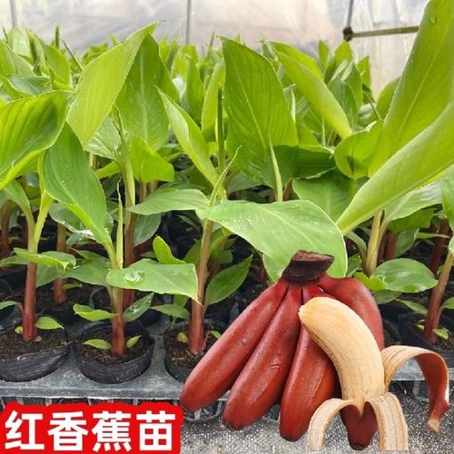 导读：红香蕉苗是一种常见的热带水果品种繁多无论是家庭蔬果园、大型农场还是地处热带气候的蔬菜销售市场