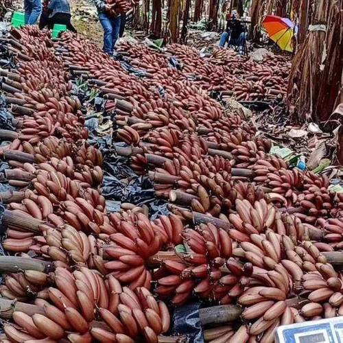 导读：本文主要总结和比较了各个地区香蕉批发价格结合当前市场情况分析最具优势的香蕉产地