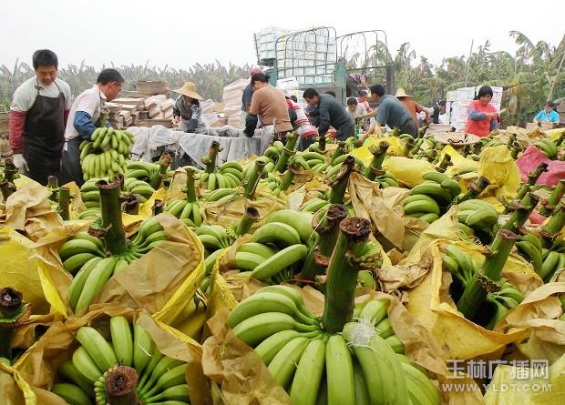 哪里有大量收购香蕉的(哪里有大量收购香蕉的电话)