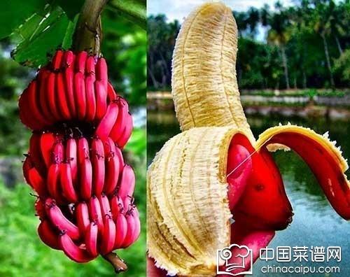 导读：在世界各地，有许多种类的香蕉，香蕉也是众多人喜爱的水果之一