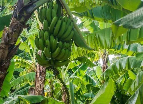 导读：本篇文章将介绍大麦香蕉的种植位置及种植方法同时总结相关条例及注意事项