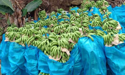 导读：随着人们生活水平的提高对鲜果特别是对香蕉的需求也越来越大