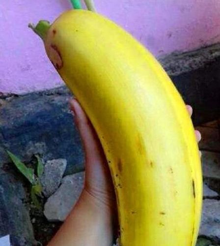 哪里的香蕉个头比较大(哪里的香蕉个头比较大最好吃)