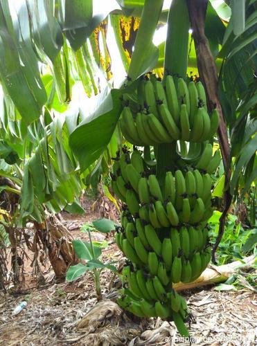 国内哪些树林可以种植香蕉(国内哪些树林可以种植香蕉的)