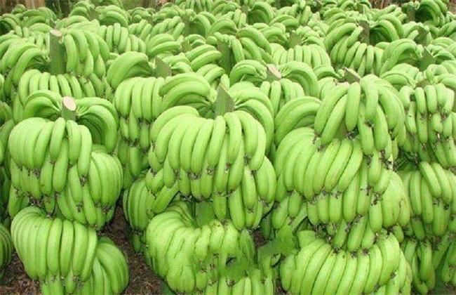 导读：香蕉作为一种旱季水果，可以在多个省份种植以及销售，不同的省份有不同的种植规模