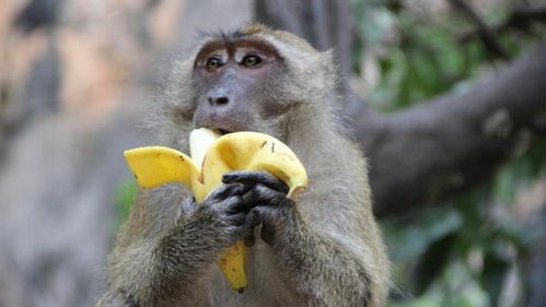 哪些动物喜欢吃香蕉(哪些动物喜欢吃香蕉呢)