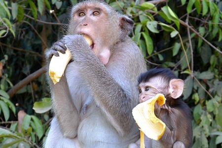 【导读】吃香蕉的动物很多，从最常见的大猩猩到一些专门嗜食香蕉的猴子、狐猴，以及长颈鹿和企鹅等动物都有