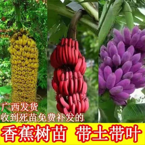 导读：种植红皮香蕉苗图片有助于我们更好地了解如何种植红皮香蕉，可以看到它们生长的过程及环境如何影响其生长