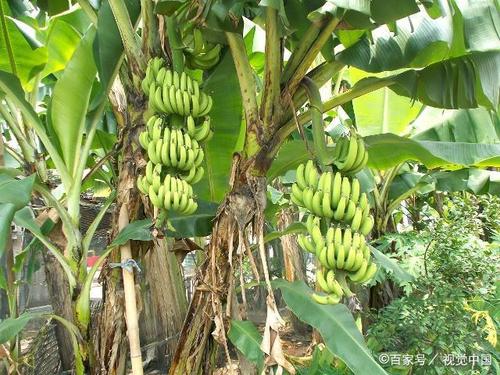 导读：本文旨在探讨四川省香蕉的成熟情况