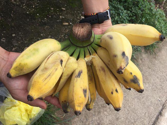 哪些省份可以种香蕉(哪些省份可以种香蕉呢)