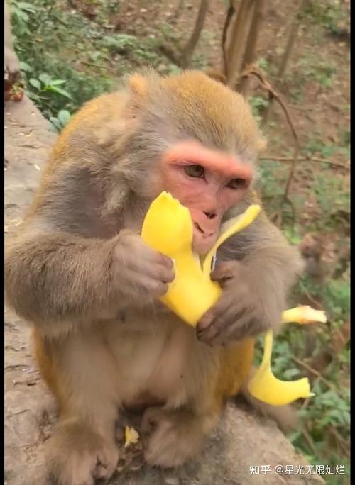 导读：本文讲述了喂猴子吃香蕉这一行为，以及它所体现出来的一些规则及技巧，并最后总结出来